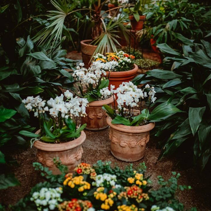 Sunshine at the end of a wooded path Sunlit path through a leafy forest, framed by trees on either side.